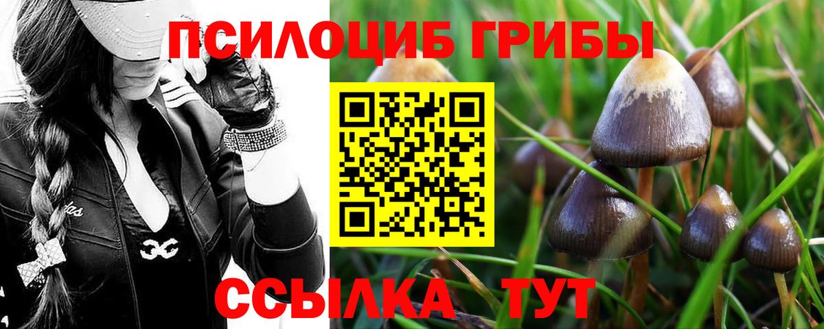 как найти наркотики  Вход с VPN  Кириши  Псилоцибиновые грибы Psilocybe 